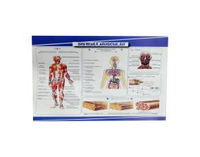 Lamina Sistema Muscular