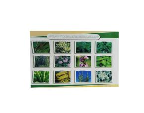 Lamina Planta Medicinales