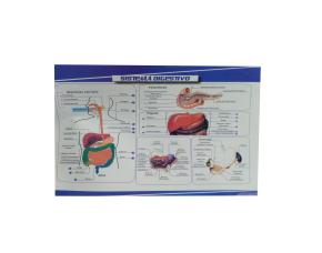 Lamina Sistema Digestivo