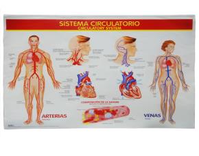 Cromos Aparato Circulatorio
