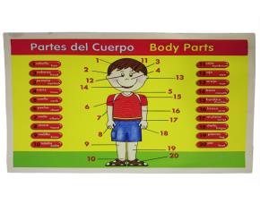 Miniposter Partes Del Cuero Ingles/Espanol