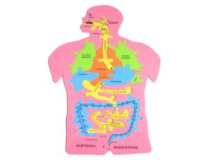 Fomi Del Cuerpo Humano