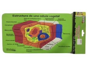 Fomi Educativo Celula