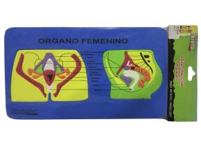 Fomi Educativo Org Femenino